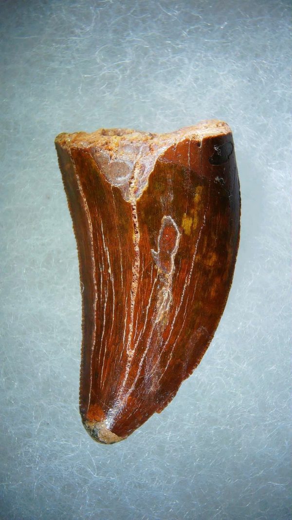 Genuine Cretaceous Age Carcharodontosaurus Dinosaur Tooth Fossil for Sale from Morocco #74a