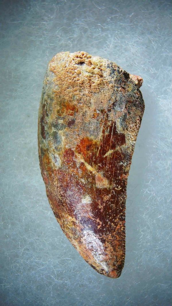 Genuine Cretaceous Age Carcharodontosaurus Dinosaur Tooth Fossil for Sale from Morocco #75