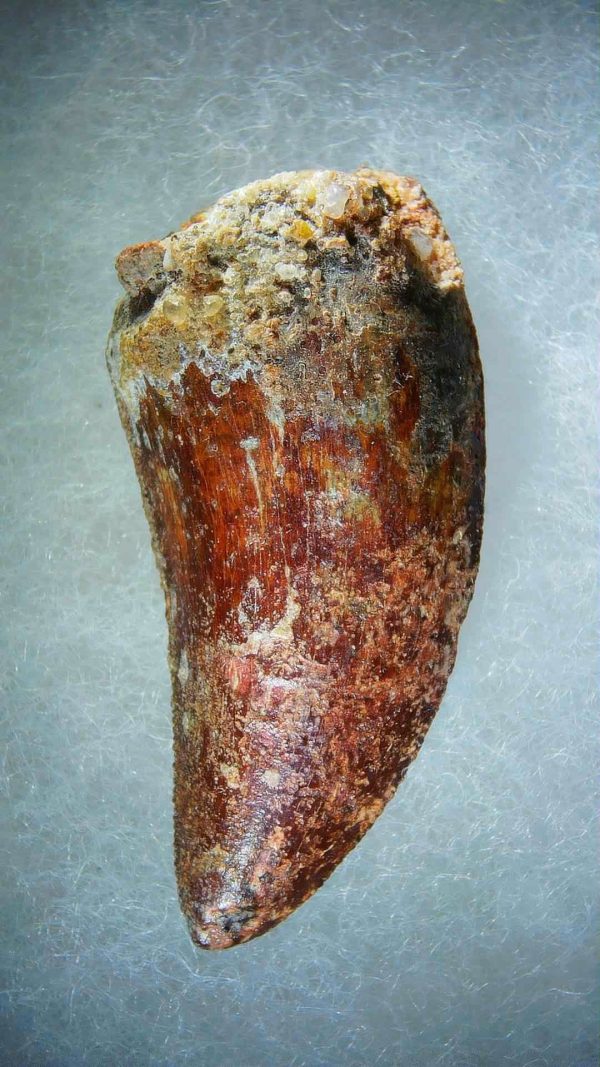 Genuine Cretaceous Age Carcharodontosaurus Dinosaur Tooth Fossil for Sale from Morocco #75a