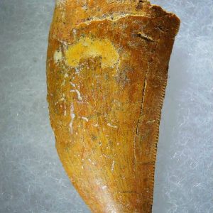 Genuine Cretaceous Age Carcharodontosaurus Dinosaur Tooth Fossil for Sale from Morocco #76