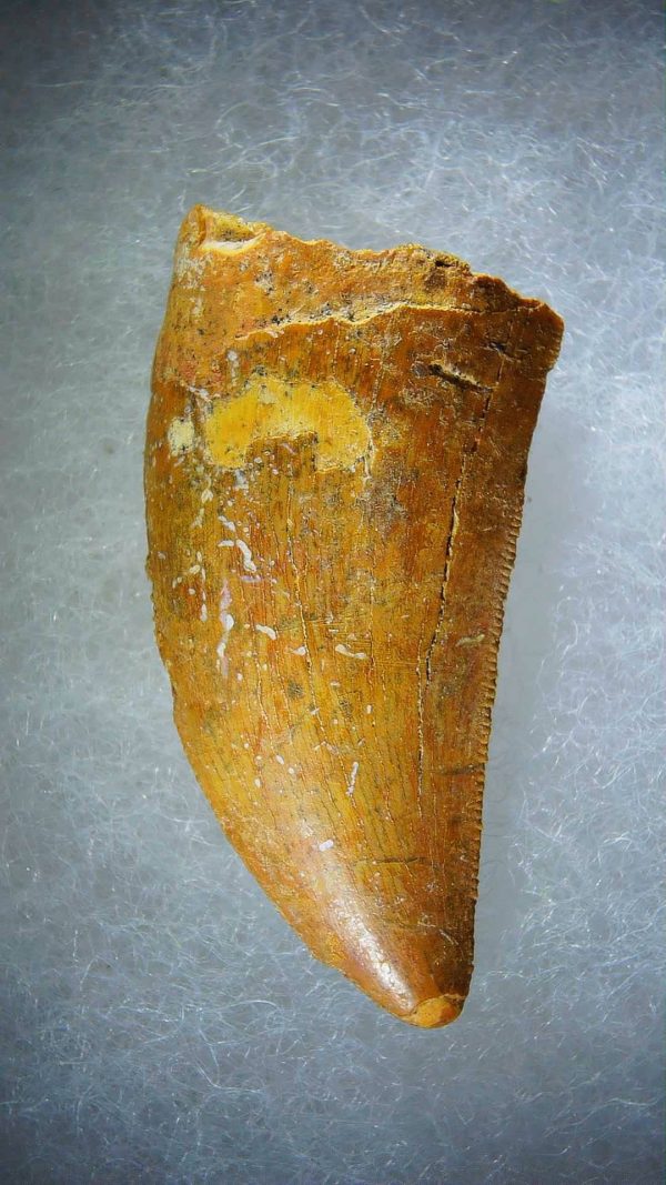 Genuine Cretaceous Age Carcharodontosaurus Dinosaur Tooth Fossil for Sale from Morocco #76