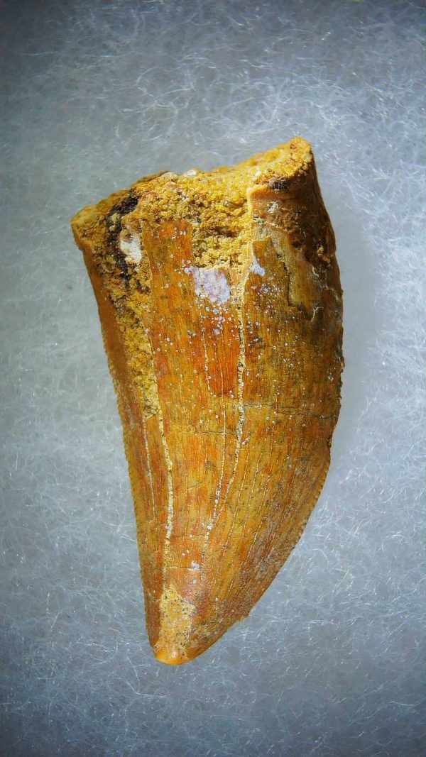 Genuine Cretaceous Age Carcharodontosaurus Dinosaur Tooth Fossil for Sale from Morocco #76a