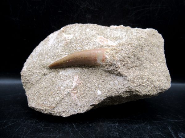 Genuine Cretaceous Age Elasmosaur Tooth in Matrix Fossil for Sale from Morocco #1