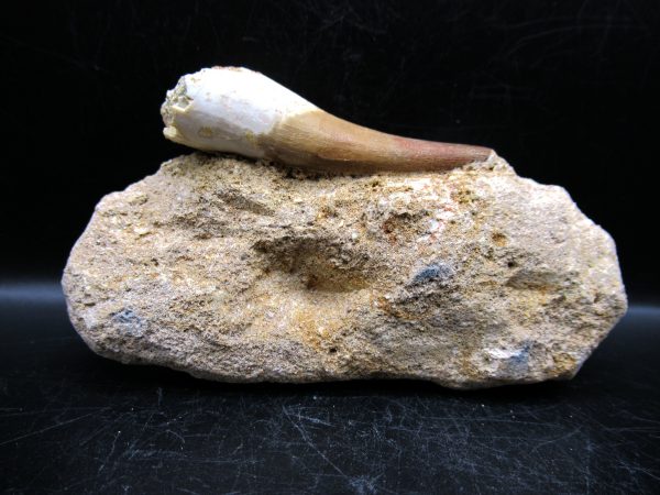 Genuine Cretaceous Age Elasmosaur Tooth in Matrix Fossil for Sale from Morocco #10