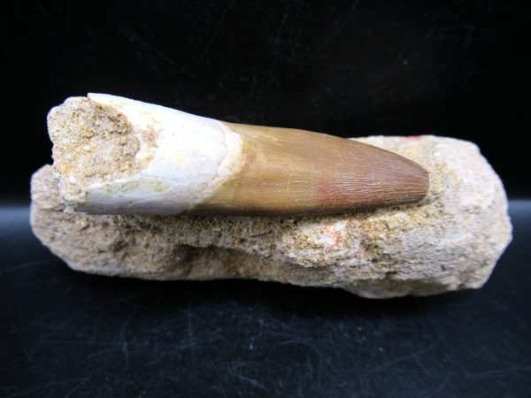 Genuine Cretaceous Age Elasmosaur Tooth in Matrix Fossil for Sale from Morocco #10a