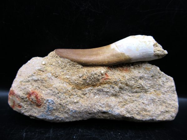 Genuine Cretaceous Age Elasmosaur Tooth in Matrix Fossil for Sale from Morocco #10b