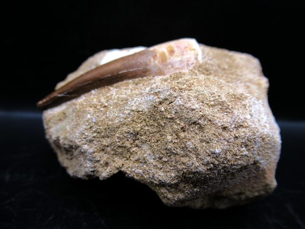 Genuine Cretaceous Age Elasmosaur Tooth in Matrix Fossil for Sale from Morocco #11