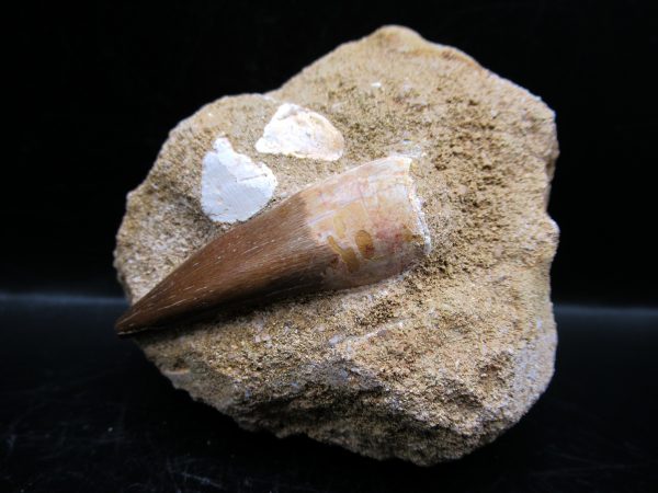 Genuine Cretaceous Age Elasmosaur Tooth in Matrix Fossil for Sale from Morocco #11a