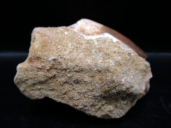 Genuine Cretaceous Age Elasmosaur Tooth in Matrix Fossil for Sale from Morocco #11b