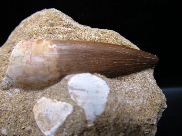 Genuine Cretaceous Age Elasmosaur Tooth in Matrix Fossil for Sale from Morocco #11c