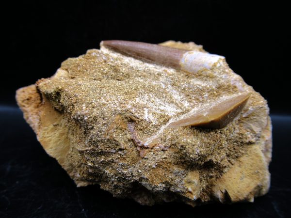 Genuine Cretaceous Age Elasmosaur Tooth in Matrix Fossil for Sale from Morocco #12