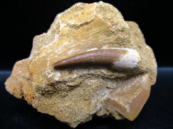 Genuine Cretaceous Age Elasmosaur Tooth in Matrix Fossil for Sale from Morocco #12a