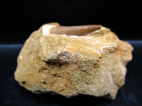 Genuine Cretaceous Age Elasmosaur Tooth in Matrix Fossil for Sale from Morocco #12b