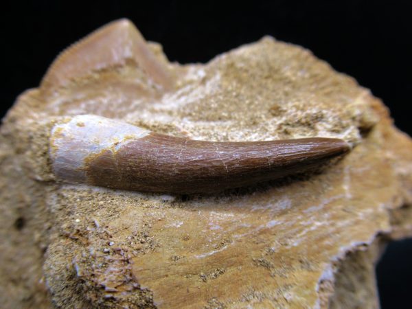 Genuine Cretaceous Age Elasmosaur Tooth in Matrix Fossil for Sale from Morocco #12c