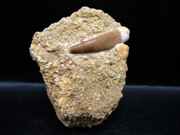 Genuine Cretaceous Age Elasmosaur Tooth in Matrix Fossil for Sale from Morocco #13a