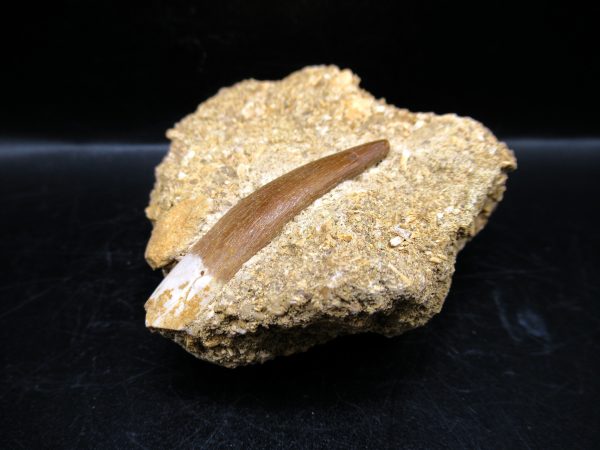 Genuine Cretaceous Age Elasmosaur Tooth in Matrix Fossil for Sale from Morocco #13b