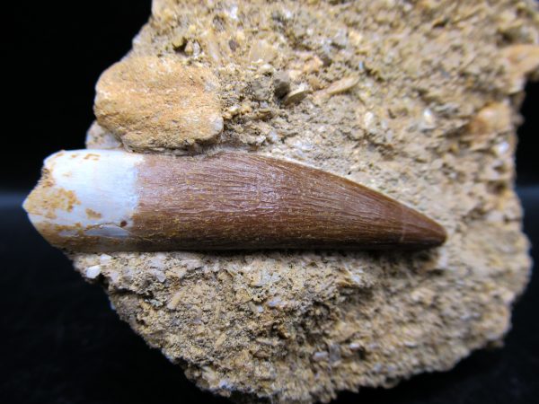 Genuine Cretaceous Age Elasmosaur Tooth in Matrix Fossil for Sale from Morocco #13c