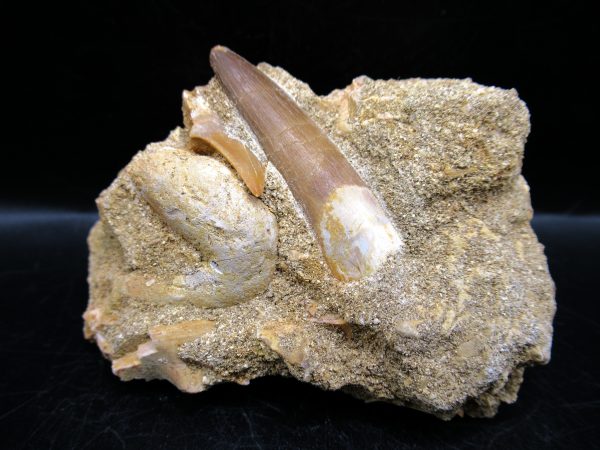 Genuine Cretaceous Age Elasmosaur Tooth in Matrix Fossil for Sale from Morocco #14