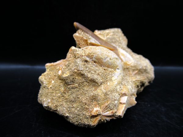 Genuine Cretaceous Age Elasmosaur Tooth in Matrix Fossil for Sale from Morocco #14a