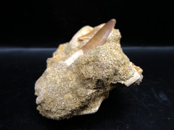 Genuine Cretaceous Age Elasmosaur Tooth in Matrix Fossil for Sale from Morocco #14b