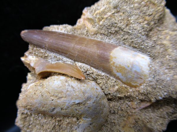 Genuine Cretaceous Age Elasmosaur Tooth in Matrix Fossil for Sale from Morocco #14c