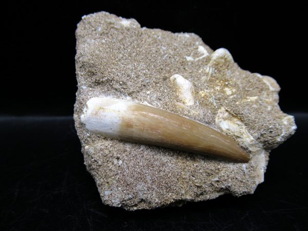 Genuine Cretaceous Age Elasmosaur Tooth in Matrix Fossil for Sale from Morocco #15