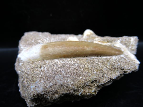 Genuine Cretaceous Age Elasmosaur Tooth in Matrix Fossil for Sale from Morocco #15a