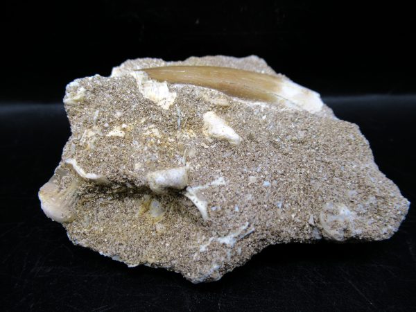 Genuine Cretaceous Age Elasmosaur Tooth in Matrix Fossil for Sale from Morocco #15b