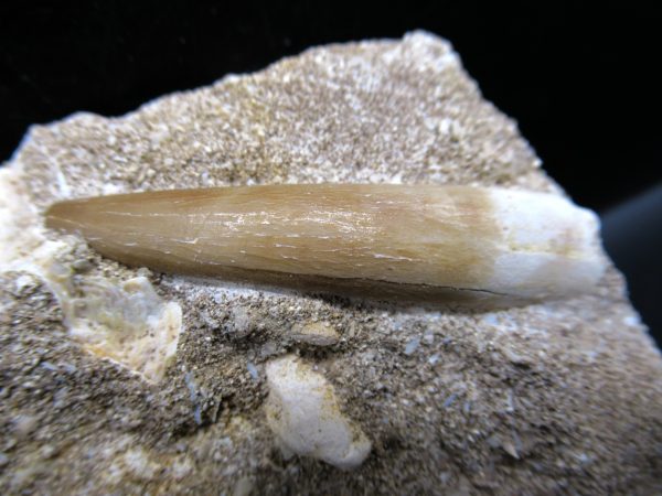 Genuine Cretaceous Age Elasmosaur Tooth in Matrix Fossil for Sale from Morocco #15c