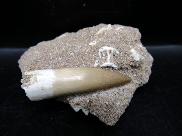 Genuine Cretaceous Age Elasmosaur Tooth in Matrix Fossil for Sale from Morocco #16