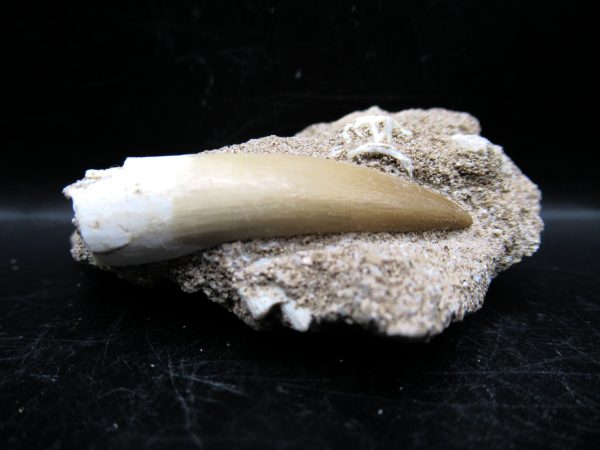 Genuine Cretaceous Age Elasmosaur Tooth in Matrix Fossil for Sale from Morocco #16a