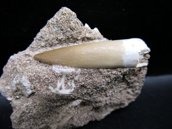 Genuine Cretaceous Age Elasmosaur Tooth in Matrix Fossil for Sale from Morocco #16c