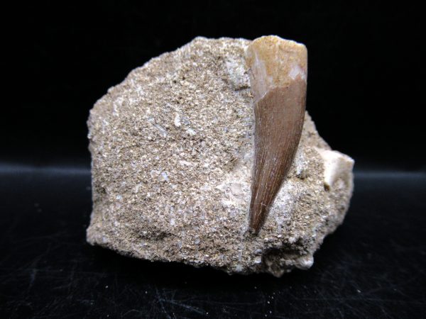 Genuine Cretaceous Age Elasmosaur Tooth in Matrix Fossil for Sale from Morocco #17