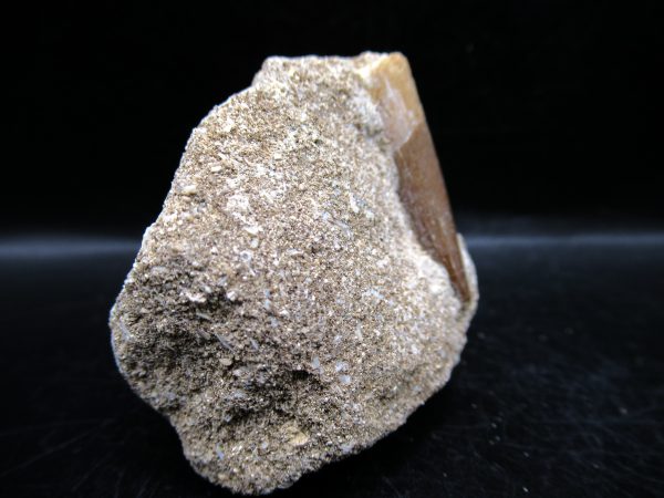 Genuine Cretaceous Age Elasmosaur Tooth in Matrix Fossil for Sale from Morocco #17a