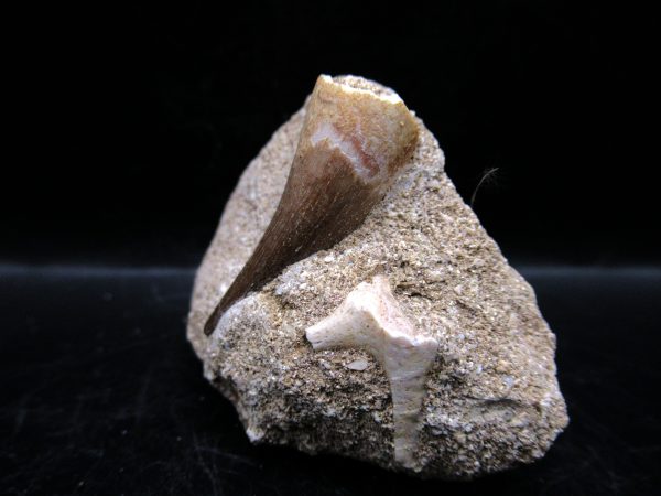 Genuine Cretaceous Age Elasmosaur Tooth in Matrix Fossil for Sale from Morocco #17b