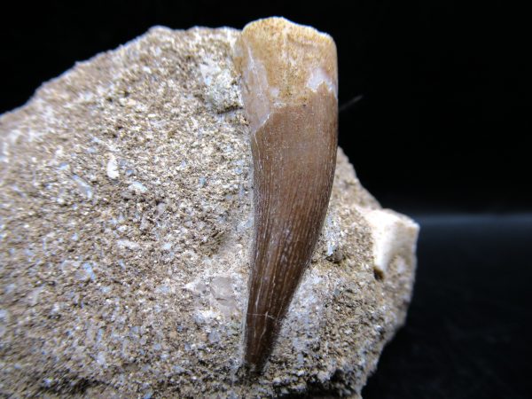 Genuine Cretaceous Age Elasmosaur Tooth in Matrix Fossil for Sale from Morocco #17c