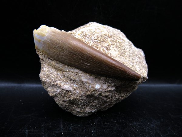 Genuine Cretaceous Age Elasmosaur Tooth in Matrix Fossil for Sale from Morocco #18