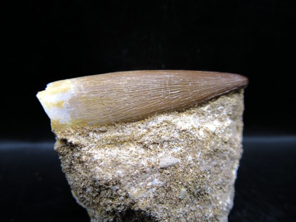 Genuine Cretaceous Age Elasmosaur Tooth in Matrix Fossil for Sale from Morocco #18a