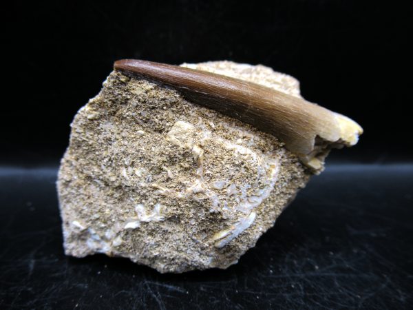 Genuine Cretaceous Age Elasmosaur Tooth in Matrix Fossil for Sale from Morocco #18b