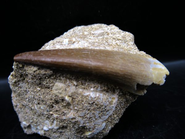 Genuine Cretaceous Age Elasmosaur Tooth in Matrix Fossil for Sale from Morocco #18c