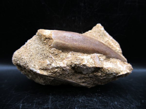 Genuine Cretaceous Age Elasmosaur Tooth in Matrix Fossil for Sale from Morocco #19