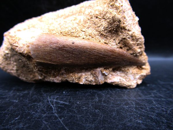 Genuine Cretaceous Age Elasmosaur Tooth in Matrix Fossil for Sale from Morocco #19a