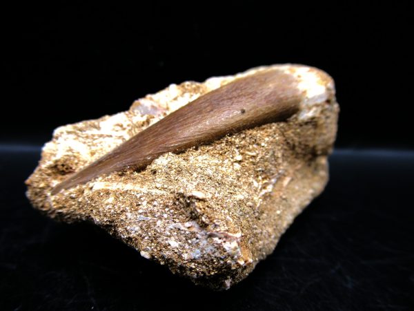 Genuine Cretaceous Age Elasmosaur Tooth in Matrix Fossil for Sale from Morocco #19b