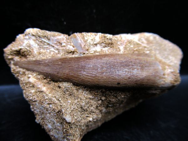 Genuine Cretaceous Age Elasmosaur Tooth in Matrix Fossil for Sale from Morocco #19c