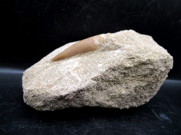 Genuine Cretaceous Age Elasmosaur Tooth in Matrix Fossil for Sale from Morocco #1a