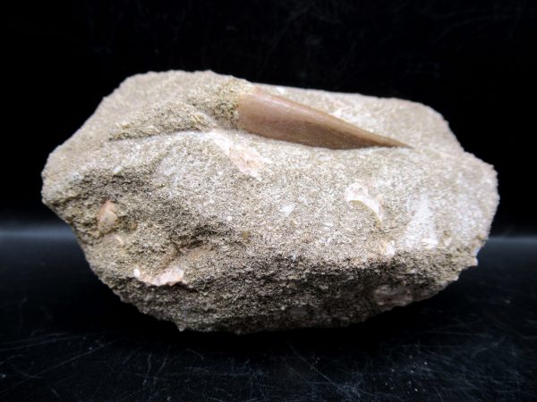 Genuine Cretaceous Age Elasmosaur Tooth in Matrix Fossil for Sale from Morocco #1b