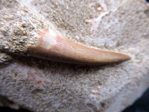 Genuine Cretaceous Age Elasmosaur Tooth in Matrix Fossil for Sale from Morocco #1c