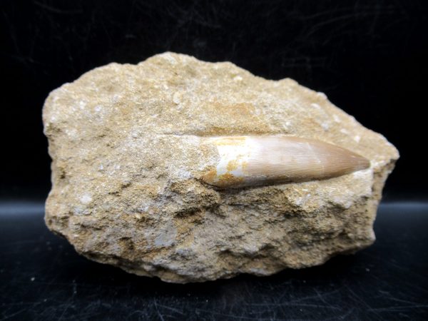 Genuine Cretaceous Age Elasmosaur Tooth in Matrix Fossil for Sale from Morocco #2