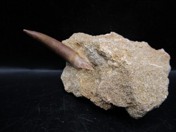 Genuine Cretaceous Age Elasmosaur Tooth in Matrix Fossil for Sale from Morocco #20a