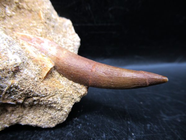 Genuine Cretaceous Age Elasmosaur Tooth in Matrix Fossil for Sale from Morocco #20c